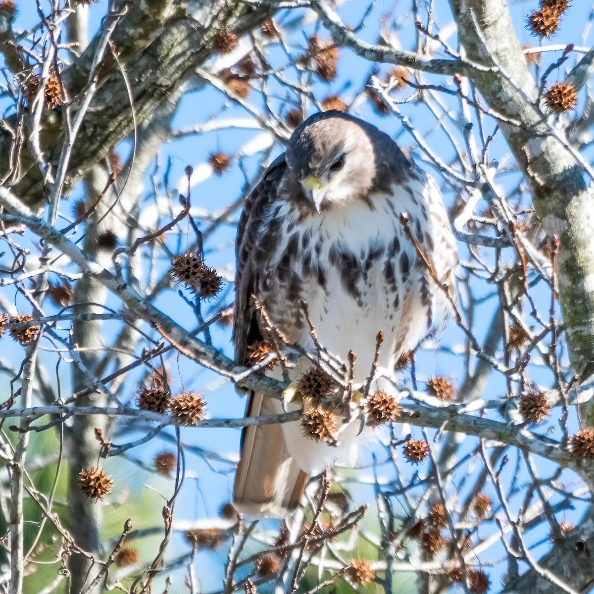 Red-tailed Hawk - ML516659191