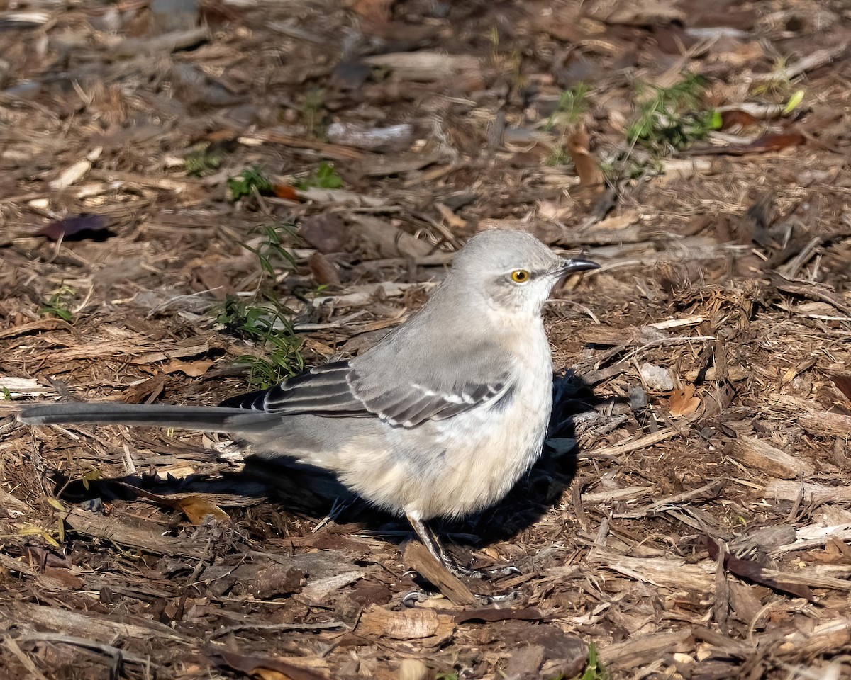 Northern Mockingbird - ML516659221