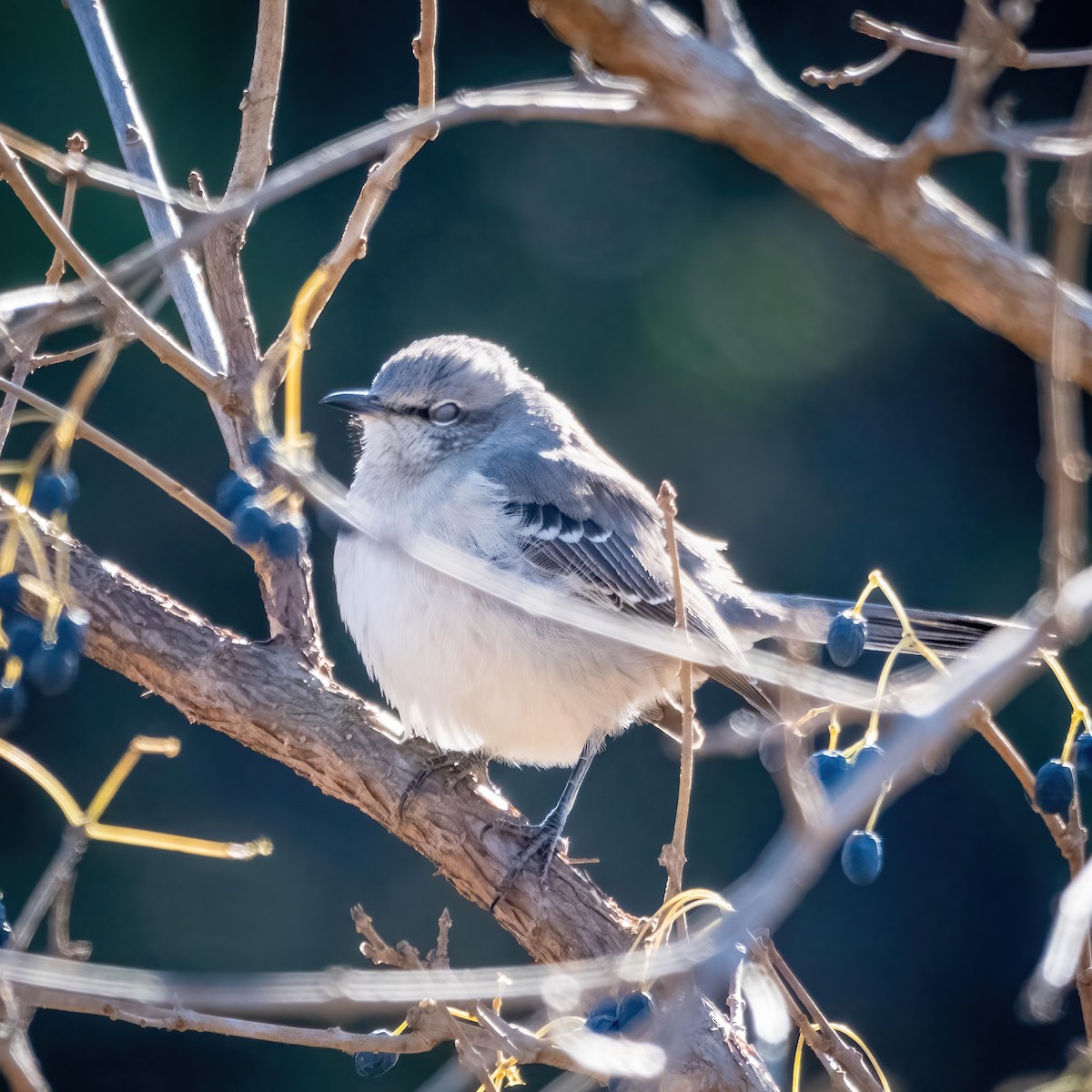 Northern Mockingbird - ML516659231