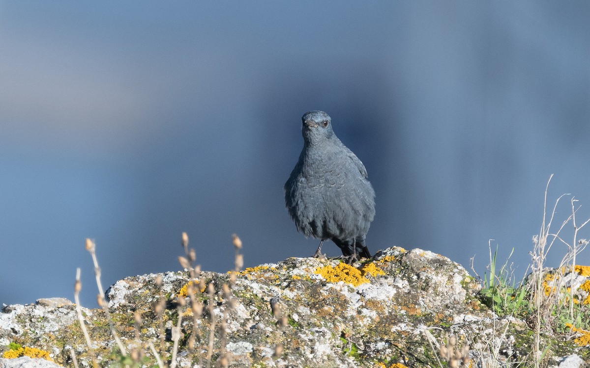 Blue Rock-Thrush - ML516663791