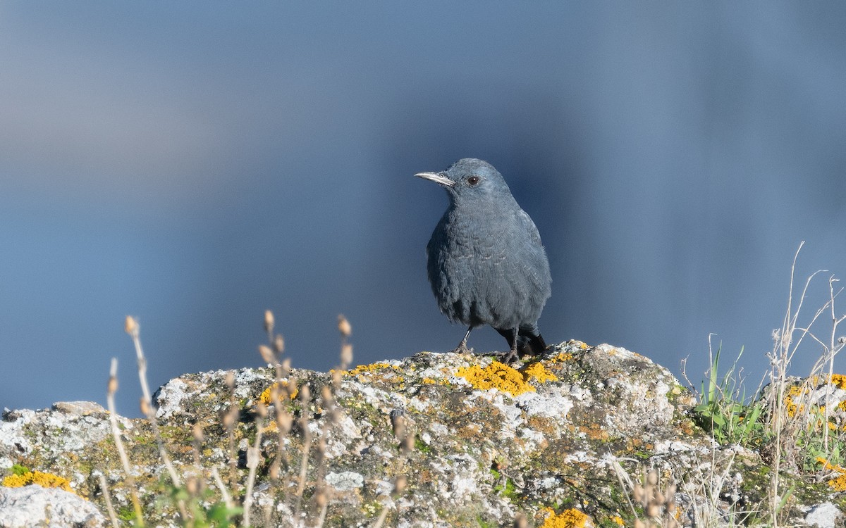 Blue Rock-Thrush - ML516663811