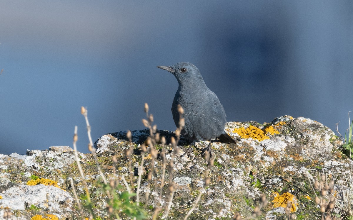 Blue Rock-Thrush - ML516663821