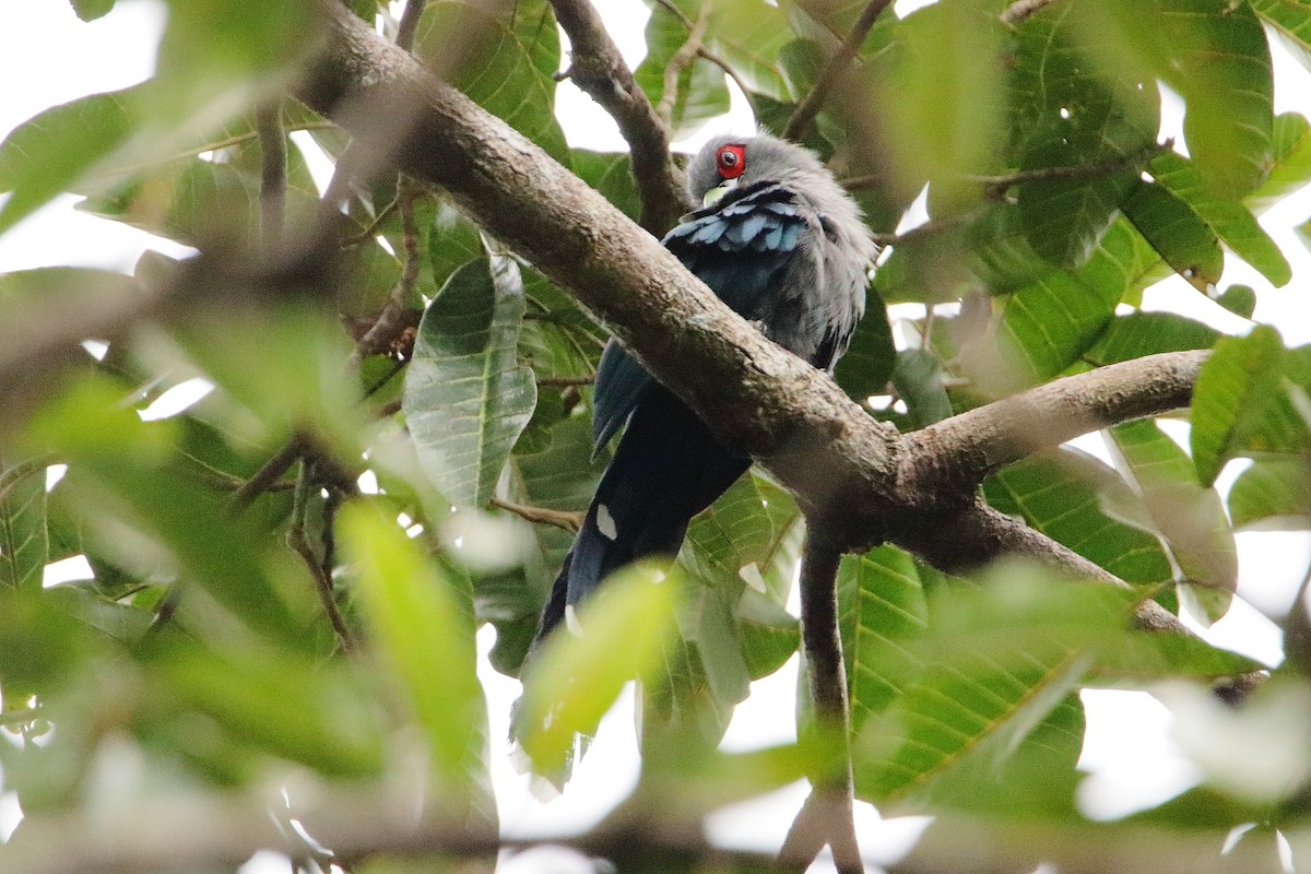 Black-bellied Malkoha - ML516665041