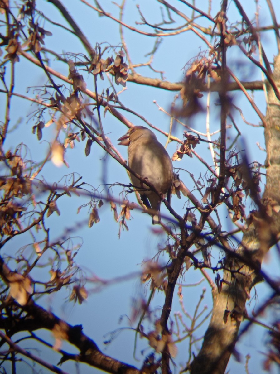 Hawfinch - ML516665461