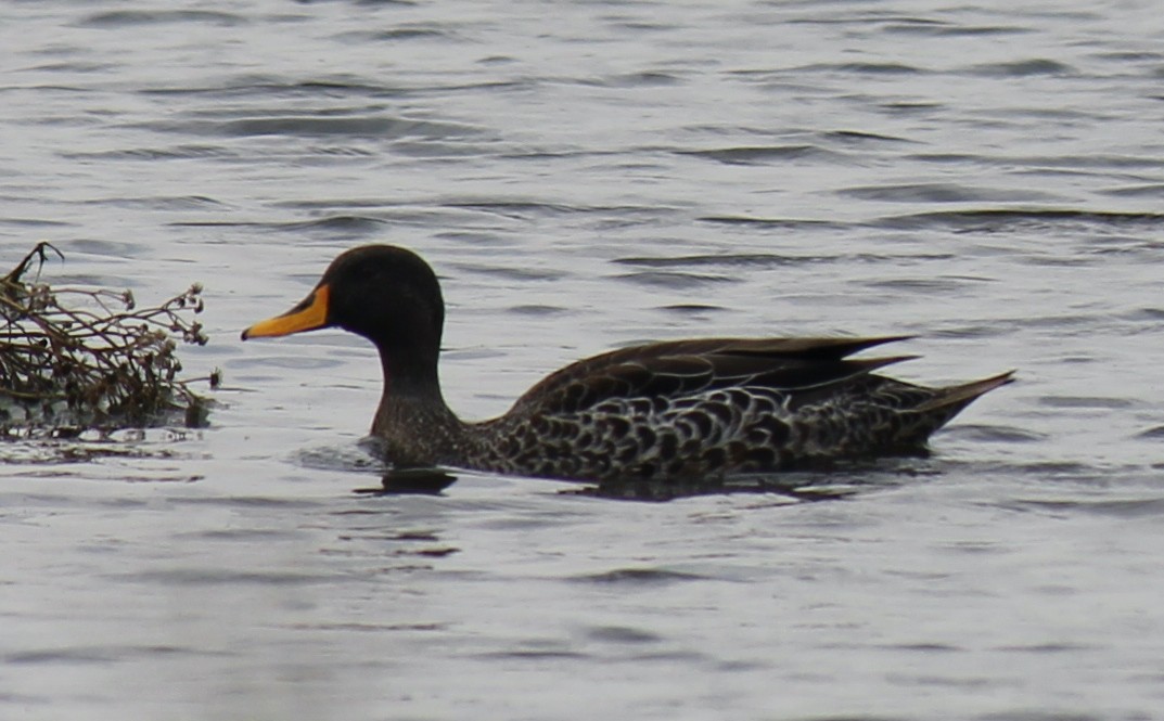 Yellow-billed Duck - ML516666231