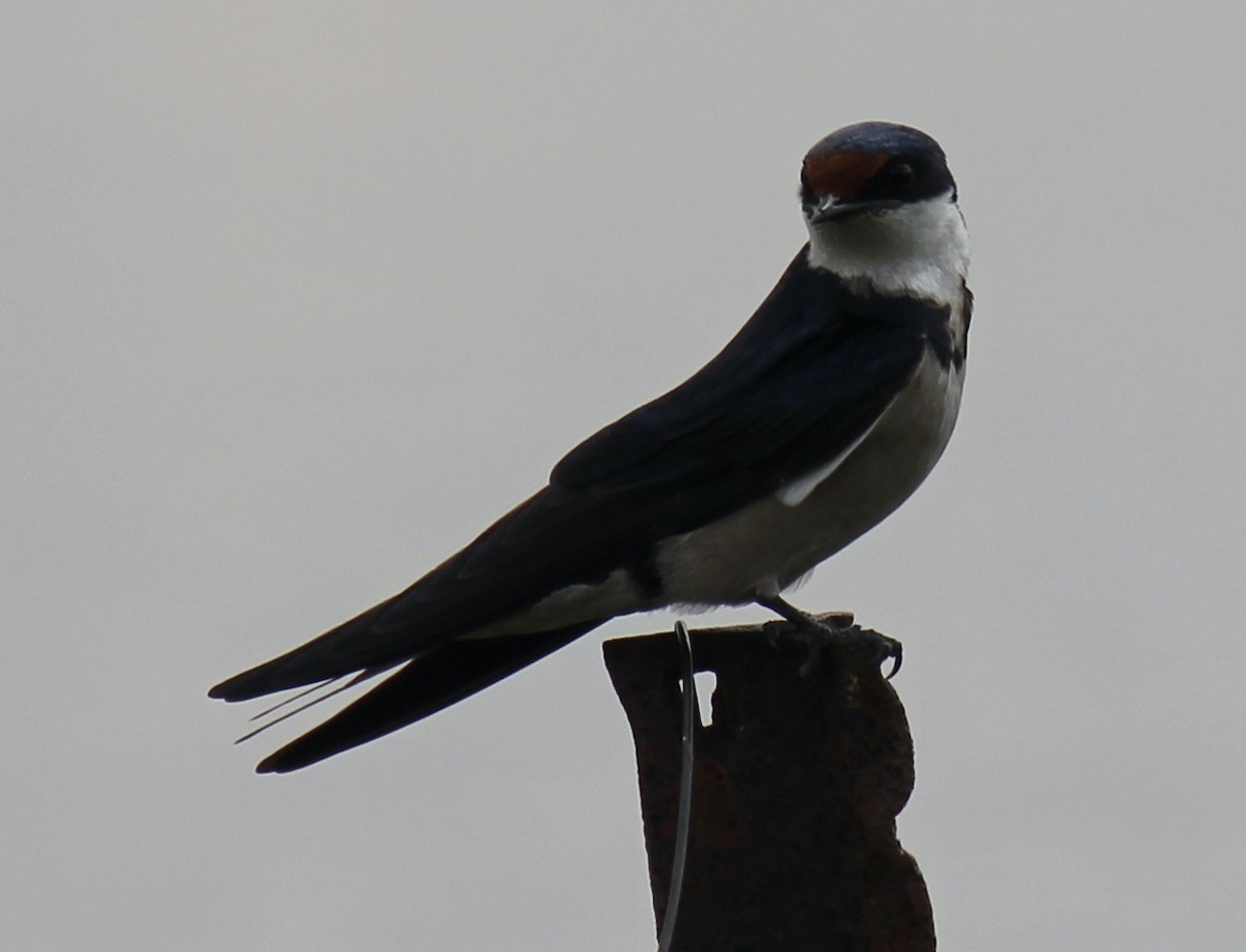 White-throated Swallow - ML516666371
