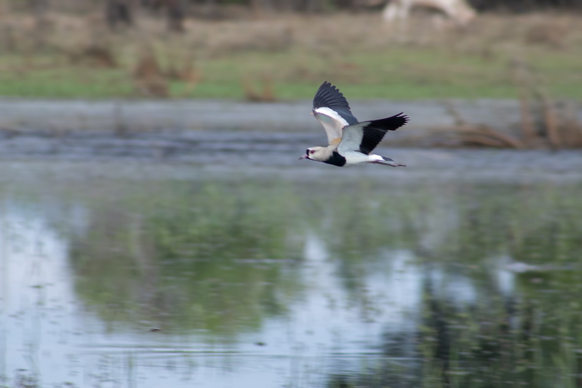 Southern Lapwing - Francisco Valdevino Bezerra Neto