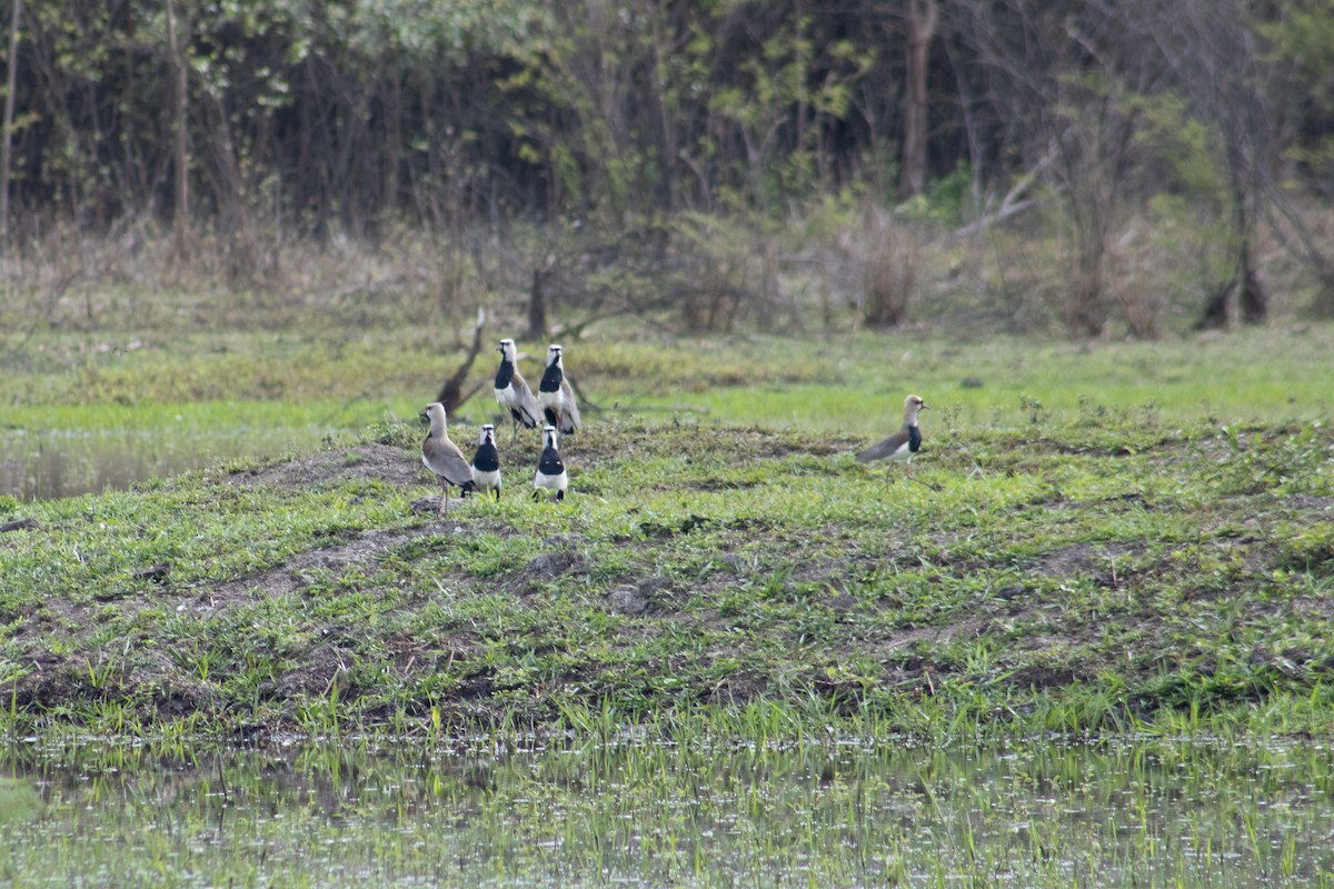 Southern Lapwing - Francisco Valdevino Bezerra Neto