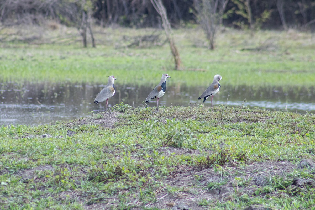 Southern Lapwing - Francisco Valdevino Bezerra Neto