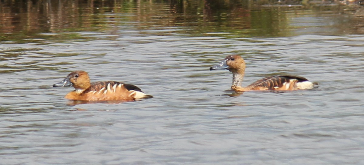 Fulvous Whistling-Duck - ML516666481