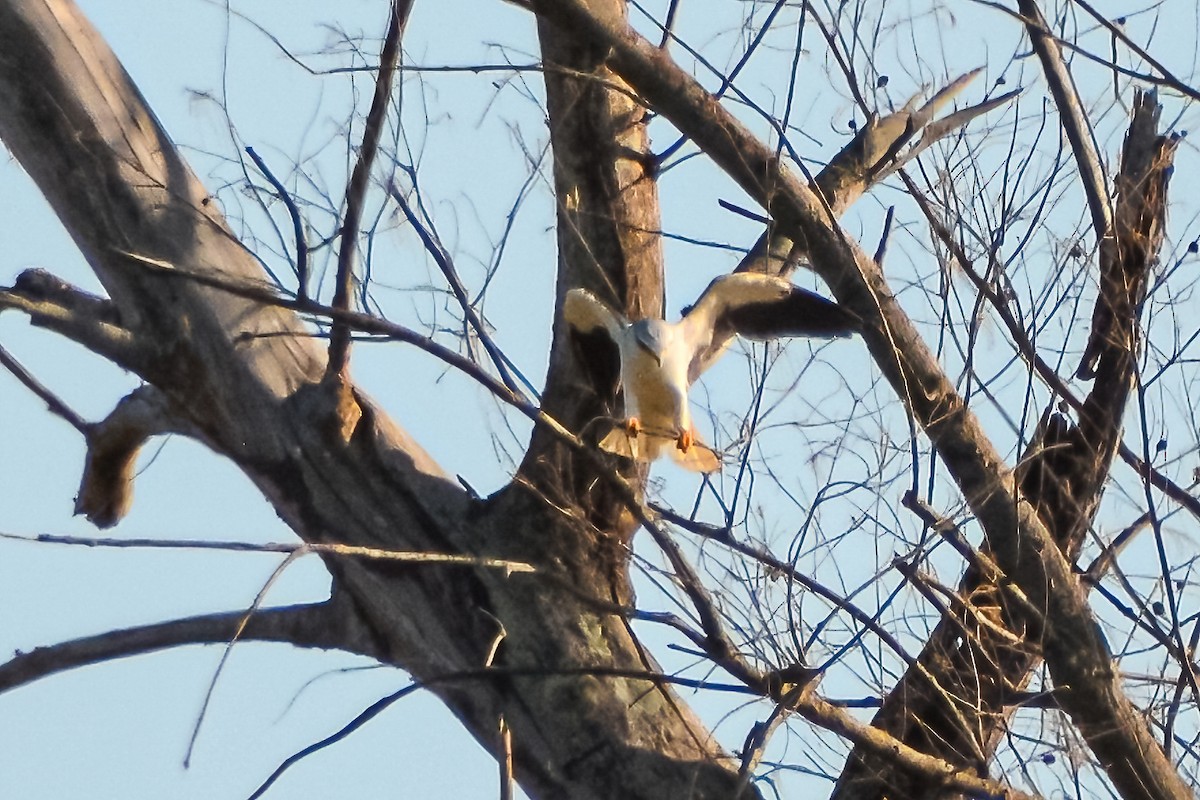 Black-winged Kite - ML516666891