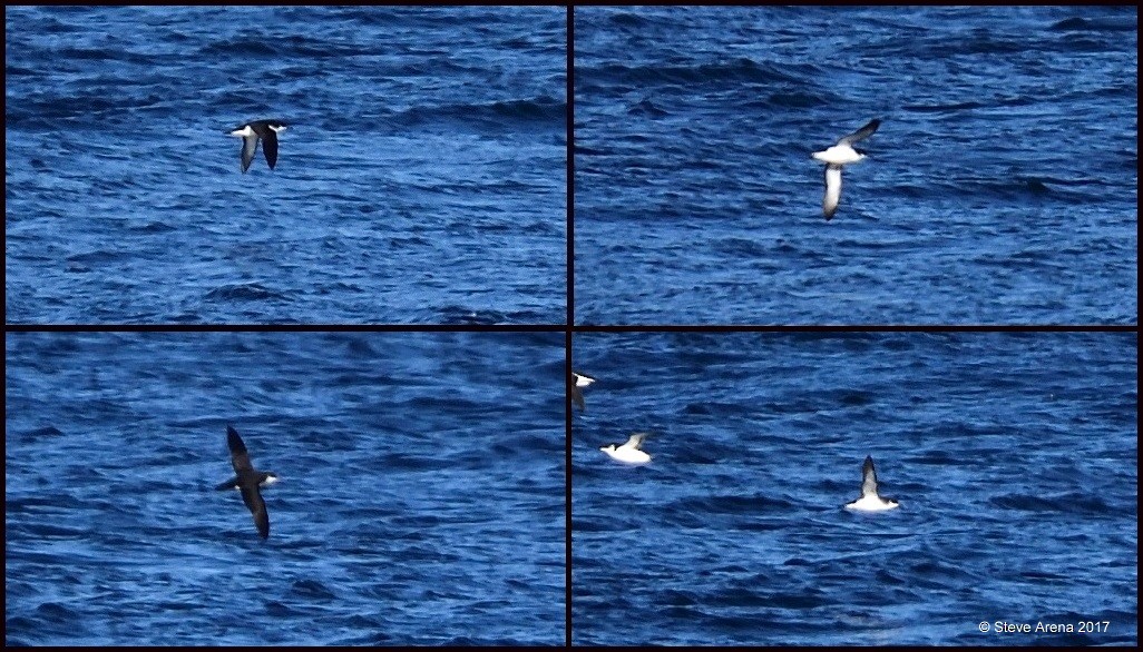 Manx Shearwater - Anonymous