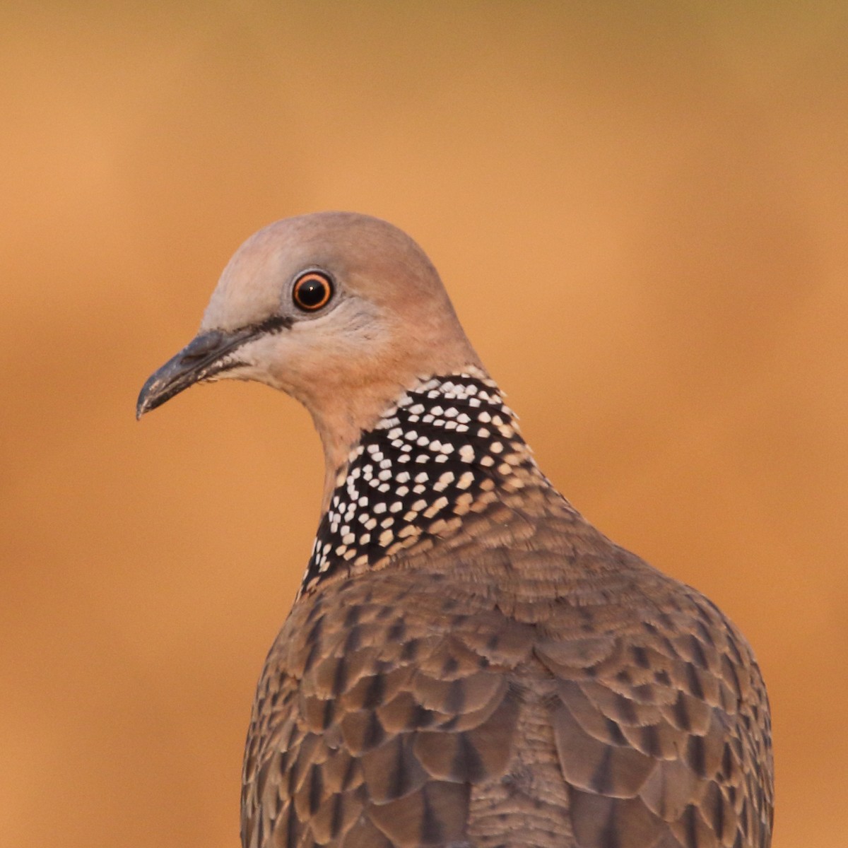 Spotted Dove - ML516667851