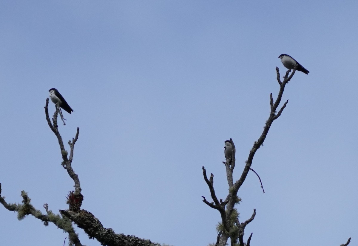 Blue-and-white Swallow - ML516669901