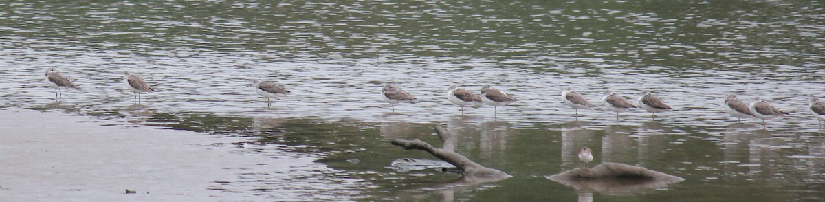 Common Greenshank - ML516670421