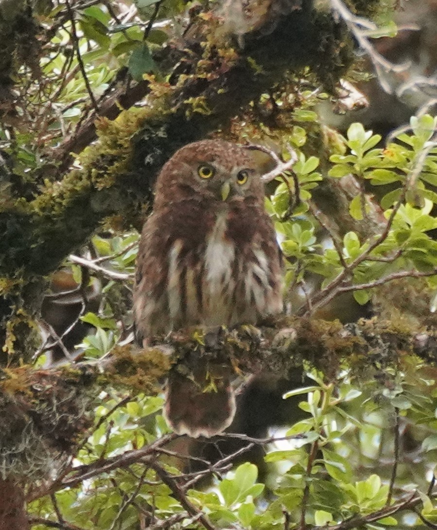 Yungas Pygmy-Owl - ML516672261