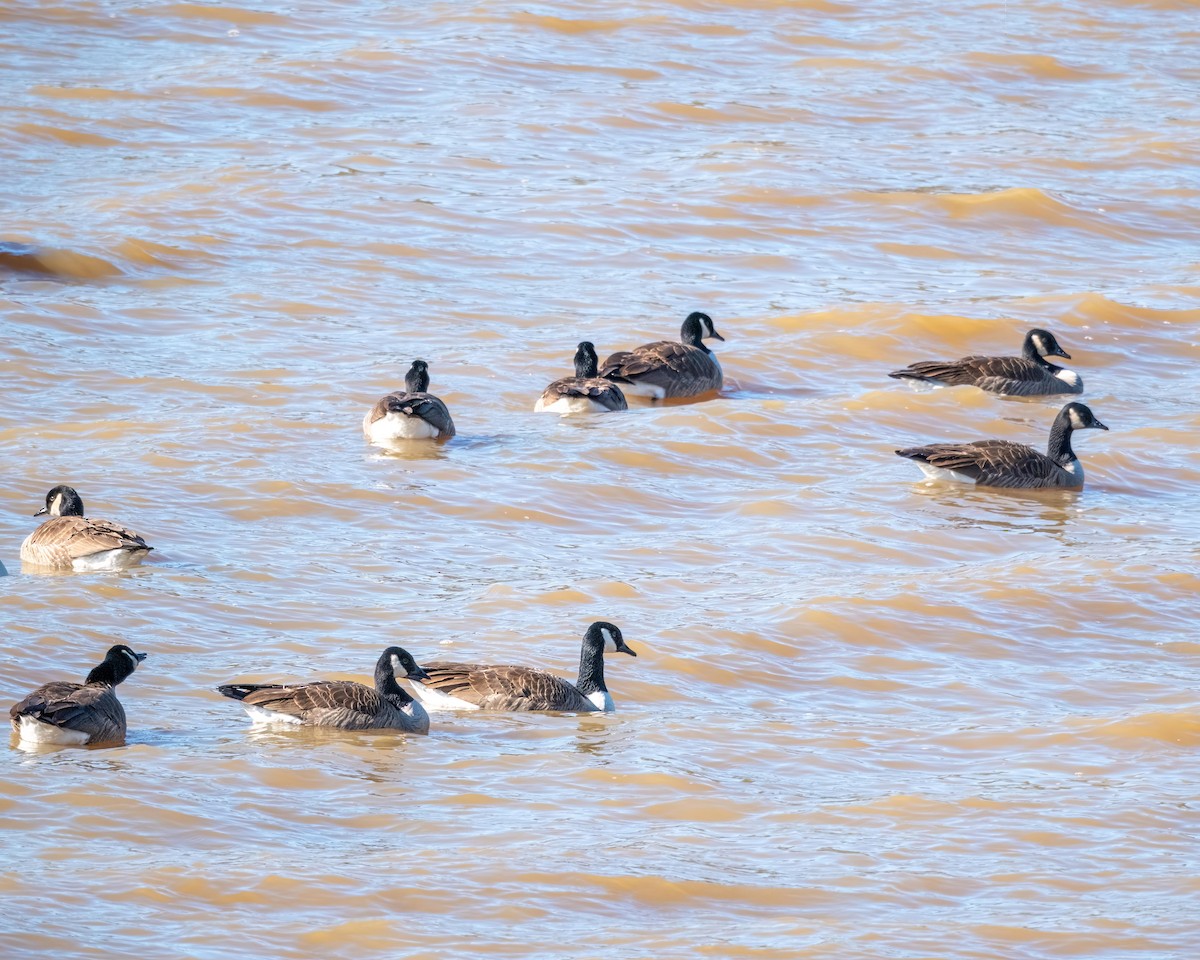 Canada Goose - ML516673641