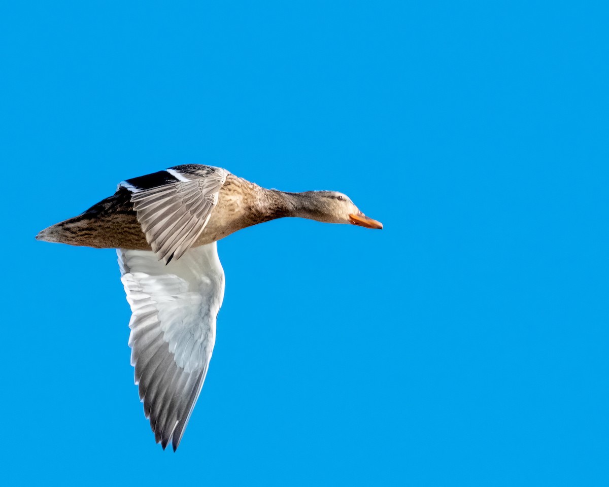 Mallard - ML516673851