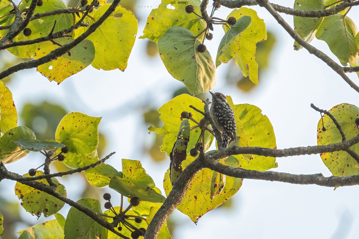 Brown-capped Pygmy Woodpecker - ML516673861