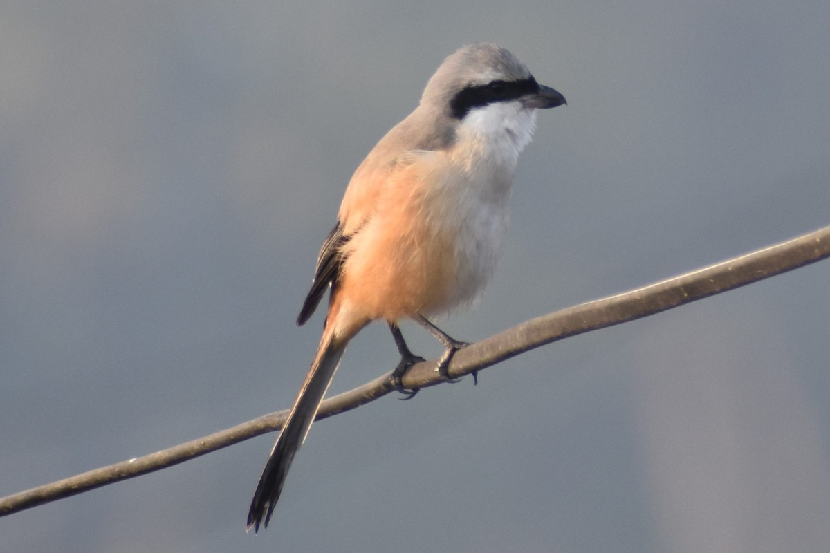 Long-tailed Shrike - ML516674041