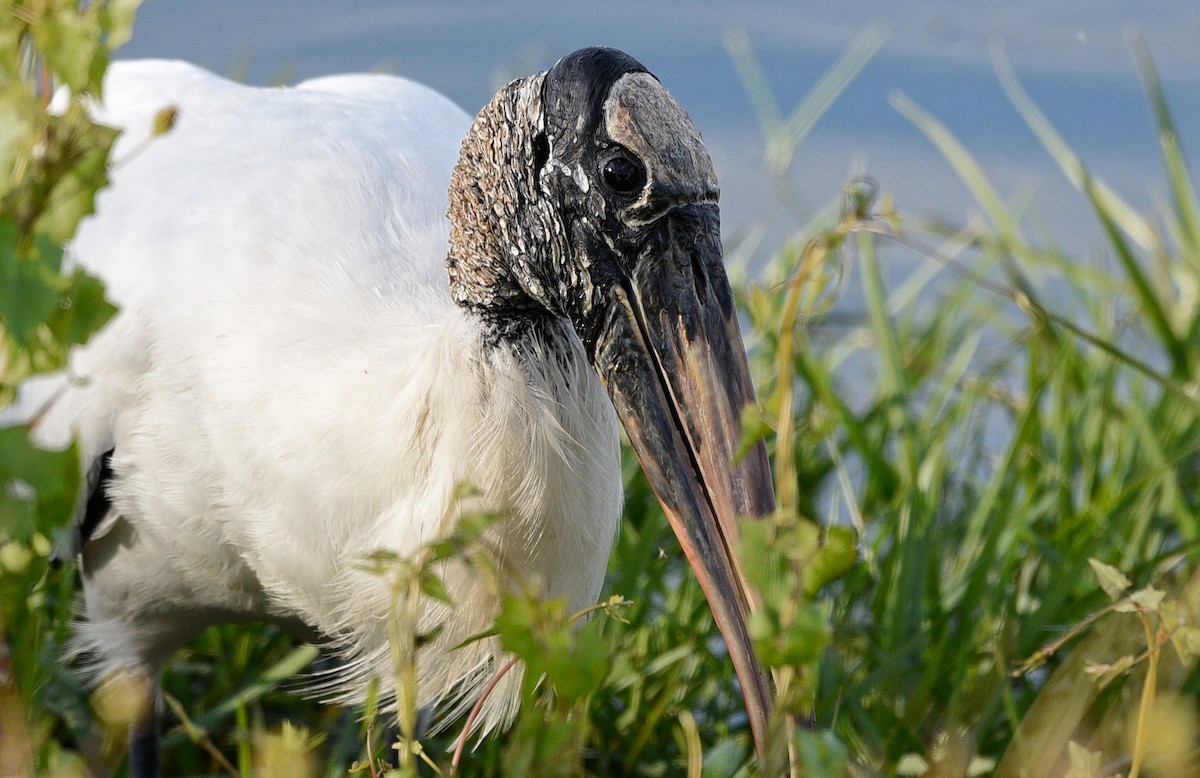 Wood Stork - ML516674121