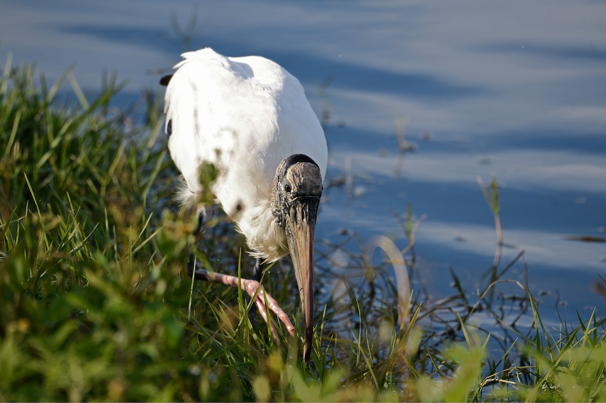 Wood Stork - ML516674151