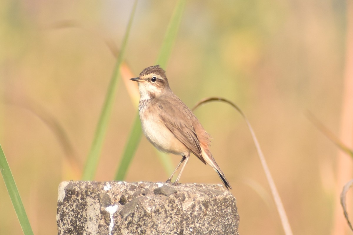Bluethroat - ML516674171