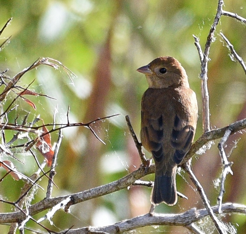 Indigo Bunting - John Hengeveld