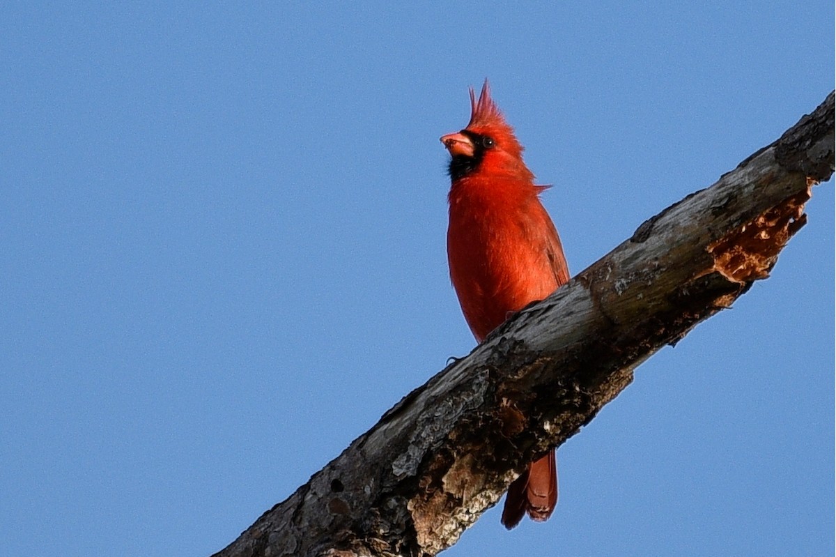 Northern Cardinal - John Hengeveld