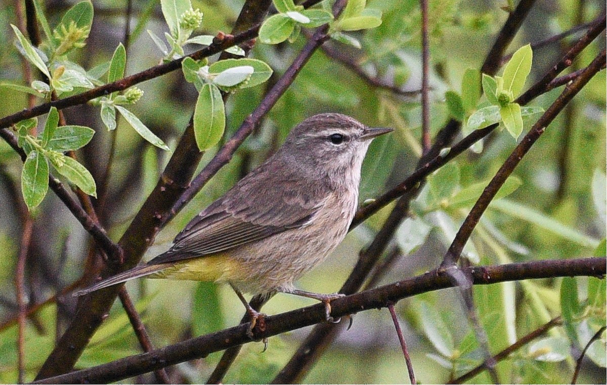 Palm Warbler - John Hengeveld