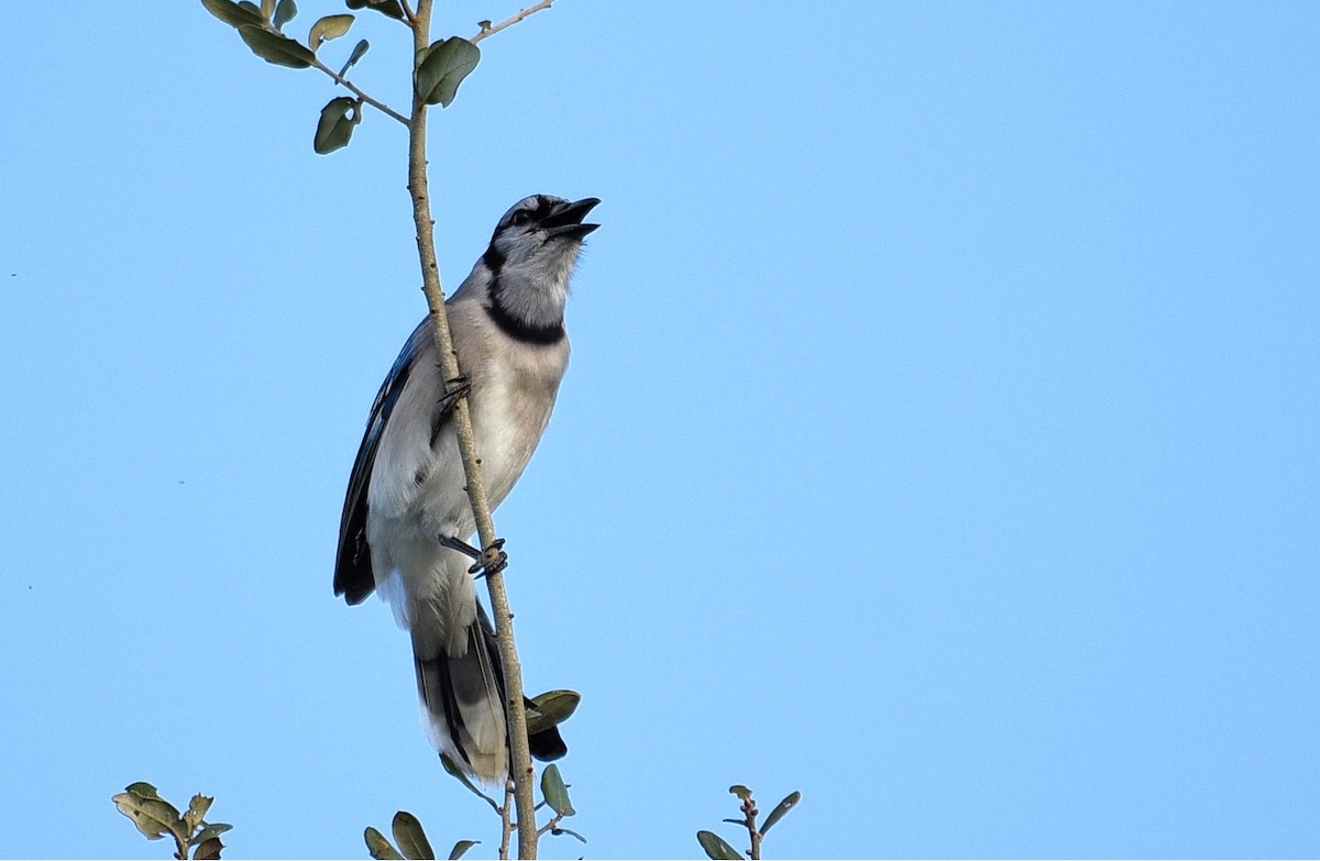 Blue Jay - ML516675661