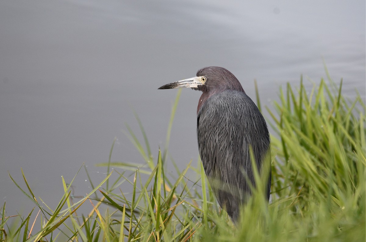 Little Blue Heron - John Hengeveld