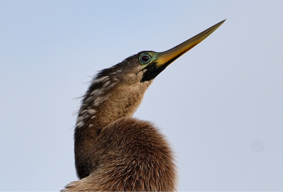 anhinga americká - ML516675771