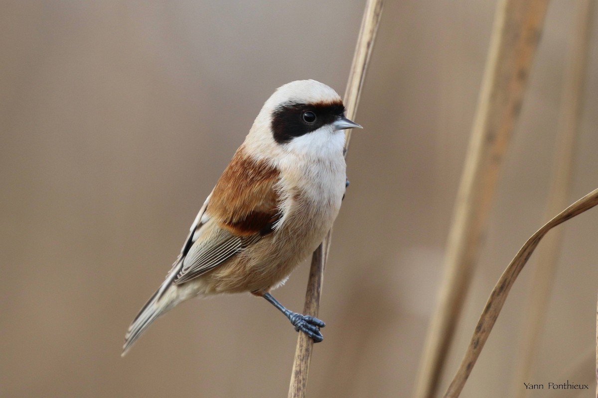 Eurasian Penduline-Tit - ML516675891