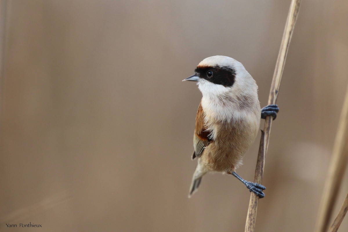 Eurasian Penduline-Tit - ML516675921