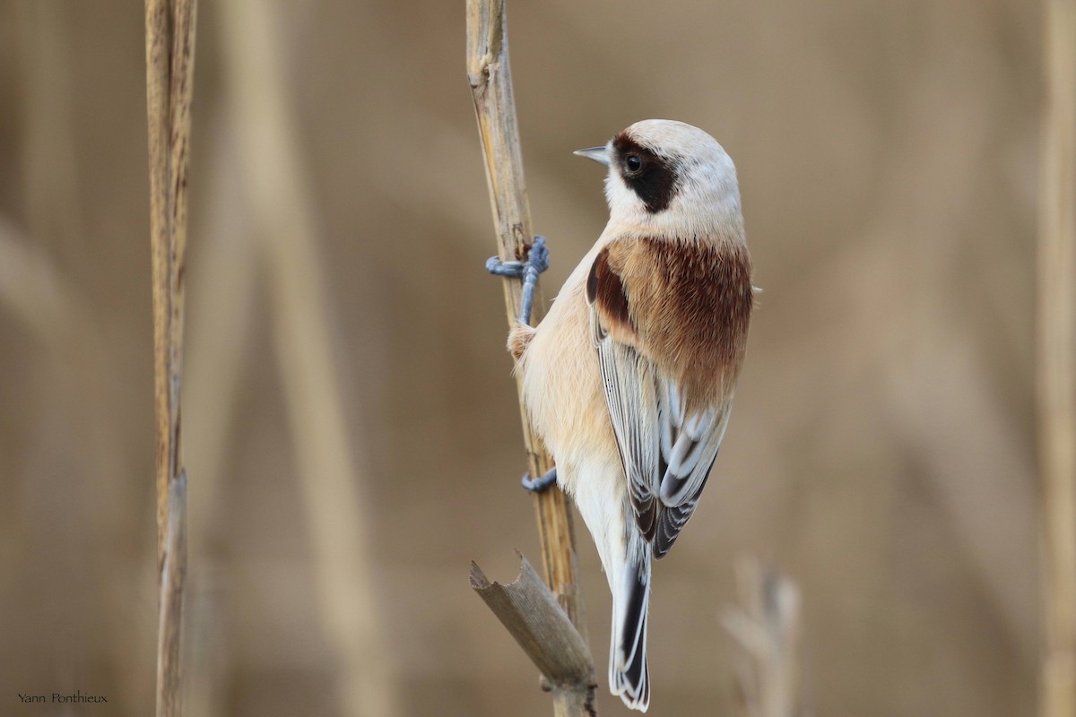 Eurasian Penduline-Tit - ML516675941