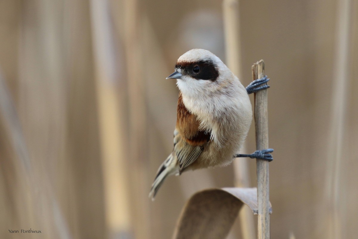 Eurasian Penduline-Tit - ML516676061