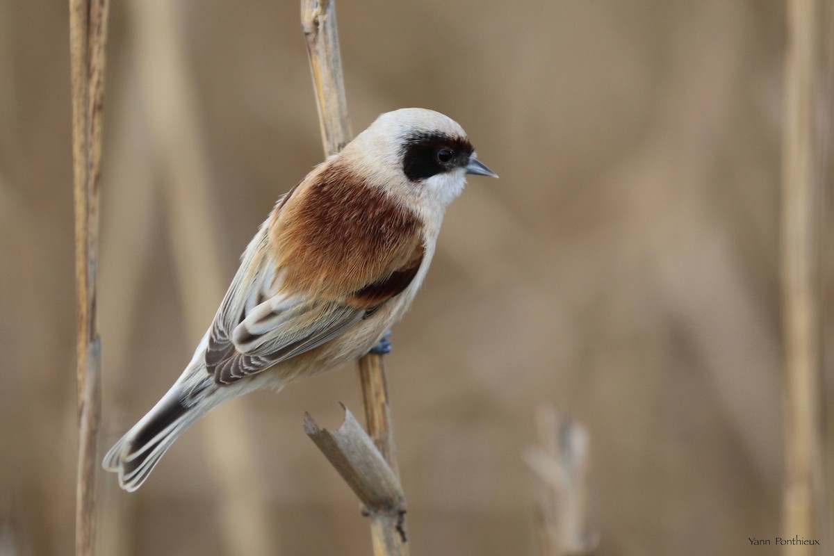 Eurasian Penduline-Tit - ML516676111