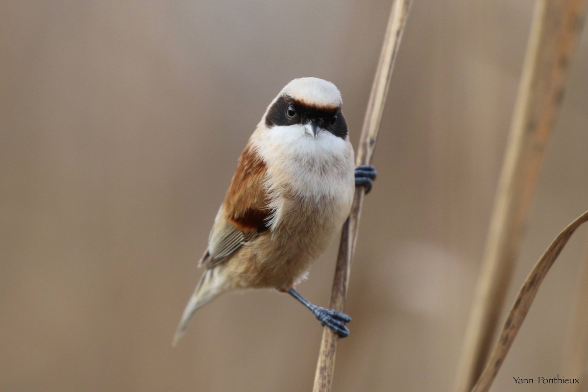 Eurasian Penduline-Tit - ML516676161