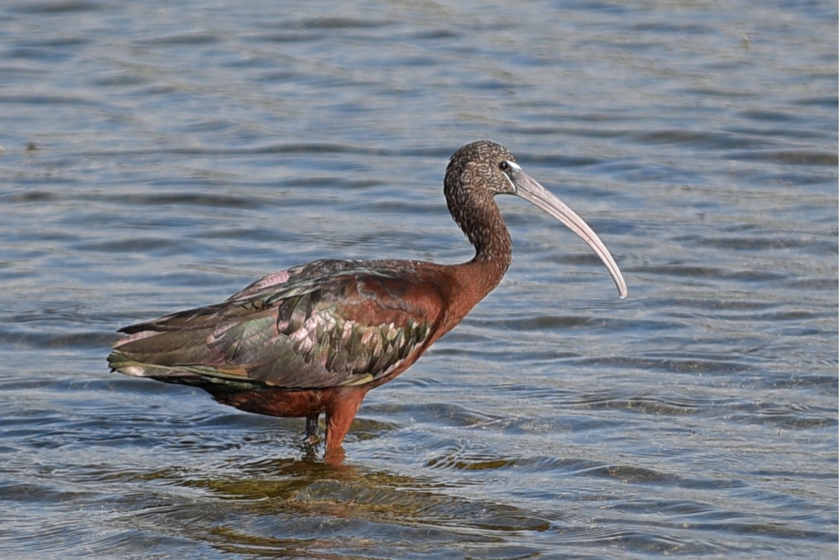 Glossy Ibis - John Hengeveld