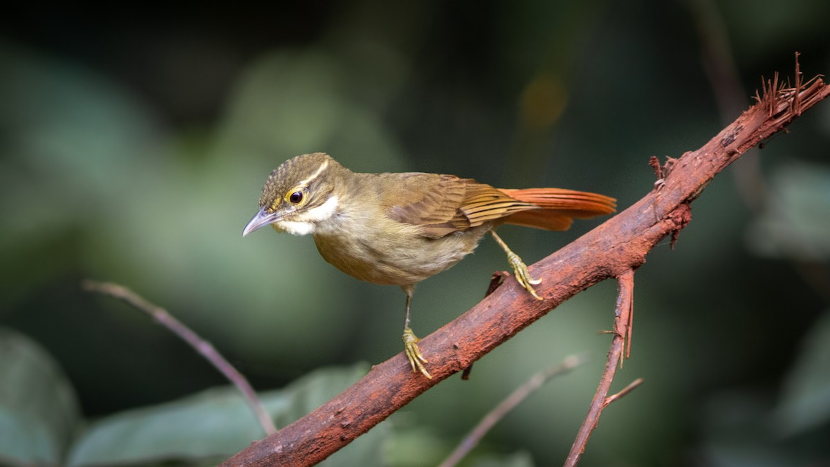 Rufous-rumped Foliage-gleaner - Diego Murta