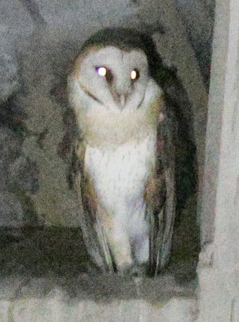Barn Owl - The falcon cannot hear the falconer