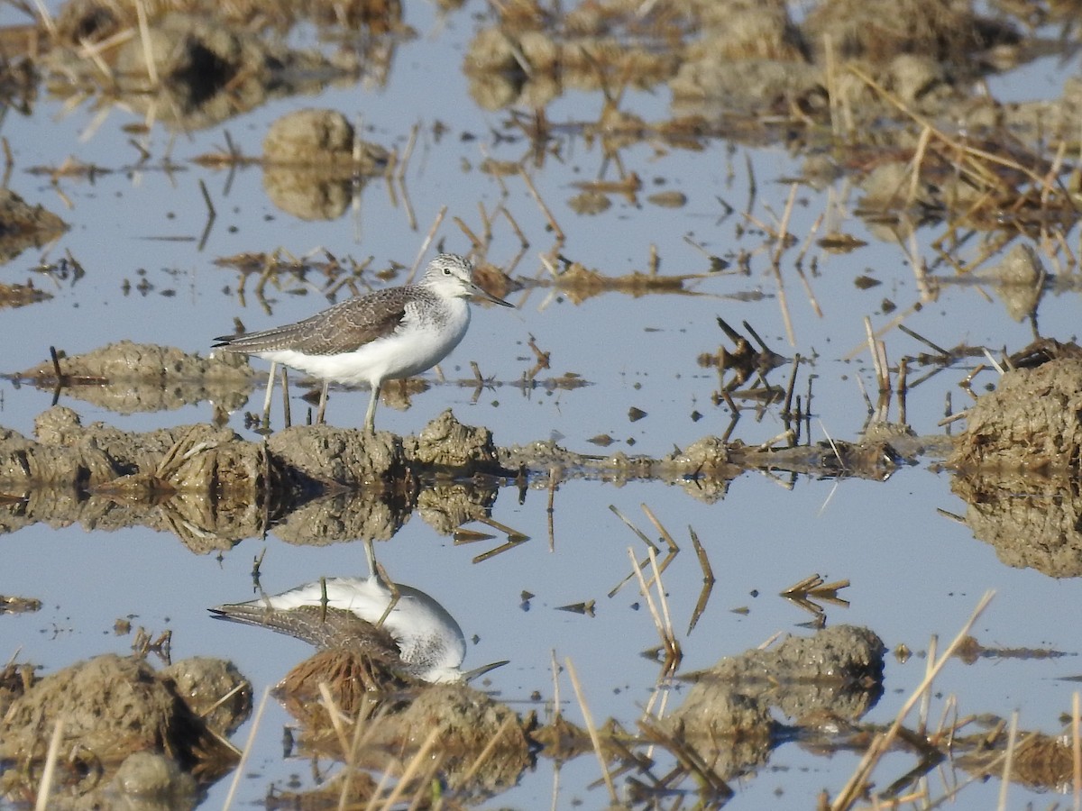 Common Greenshank - ML516677291