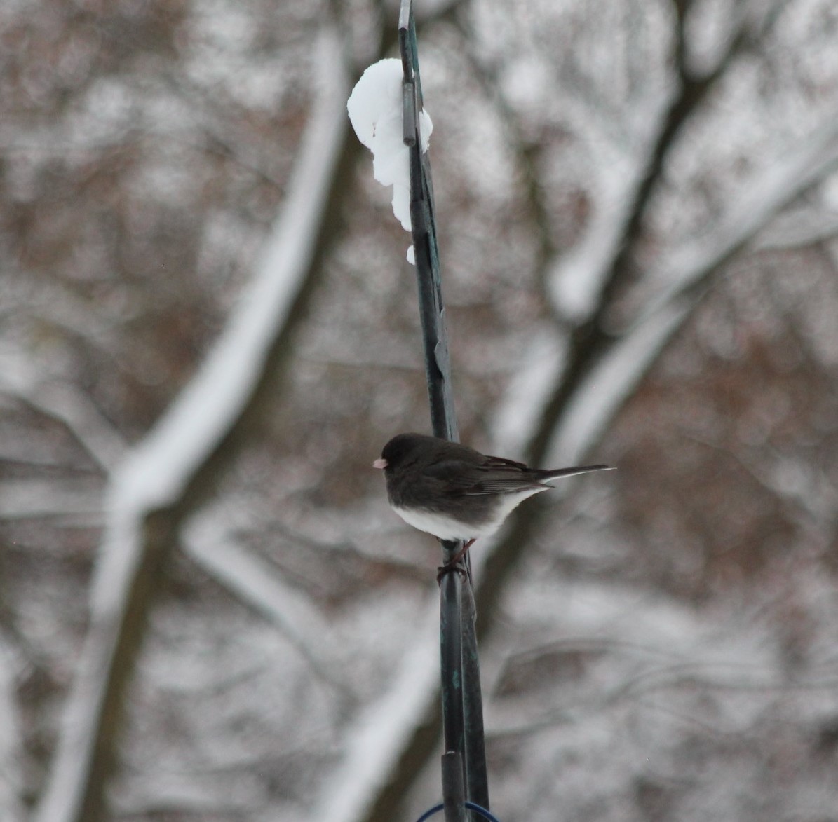 Dark-eyed Junco - ML516678721