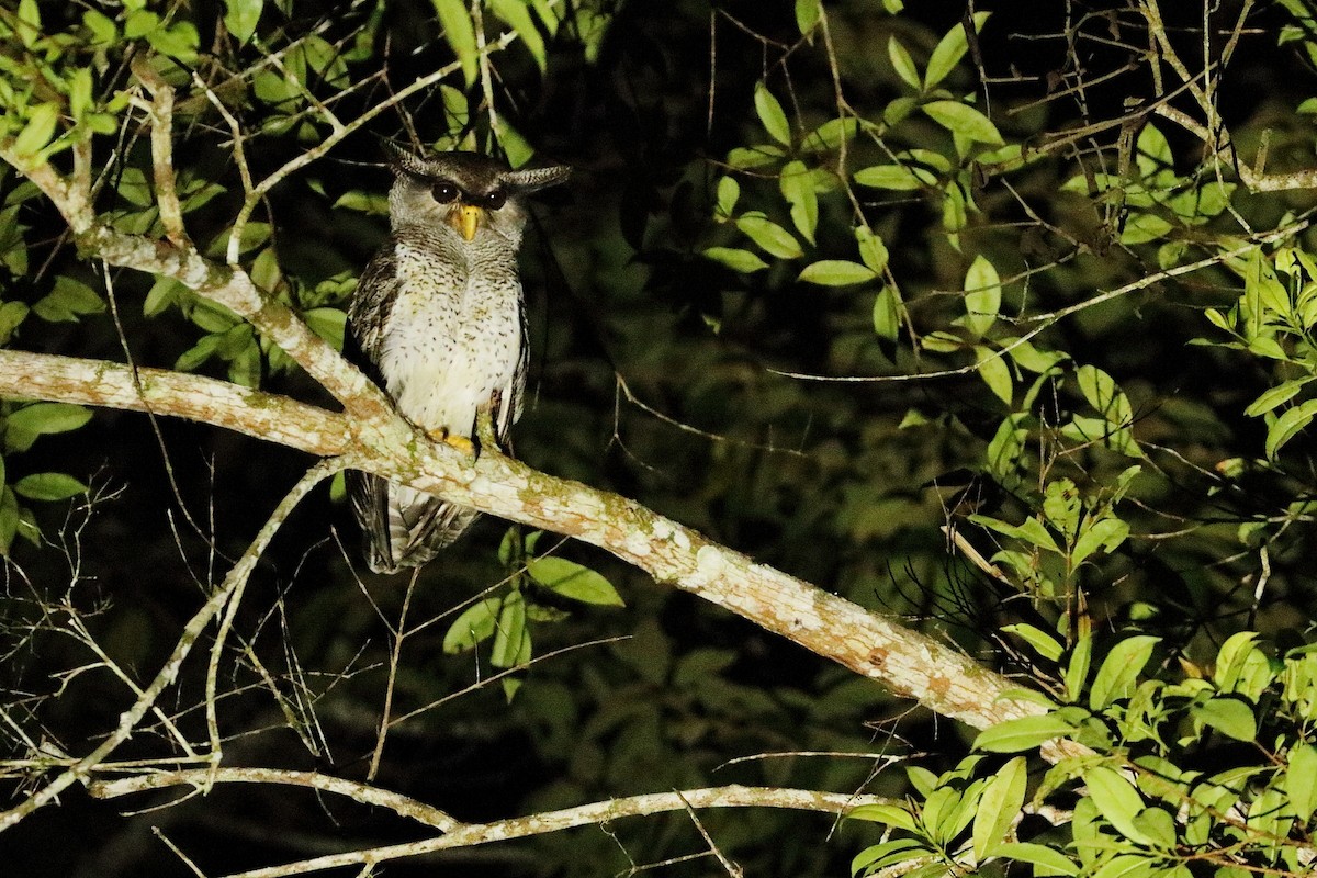 Barred Eagle-Owl - ML516678771