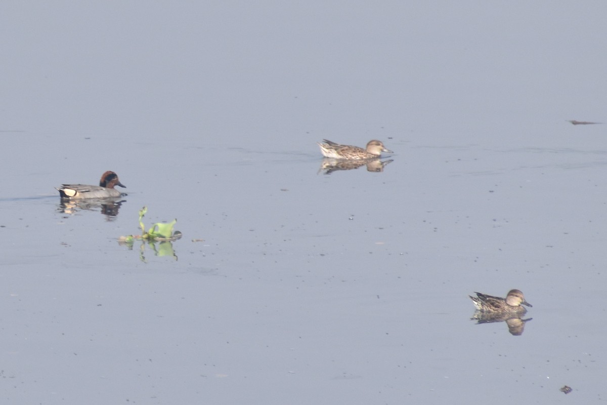 Green-winged Teal - ML516679201