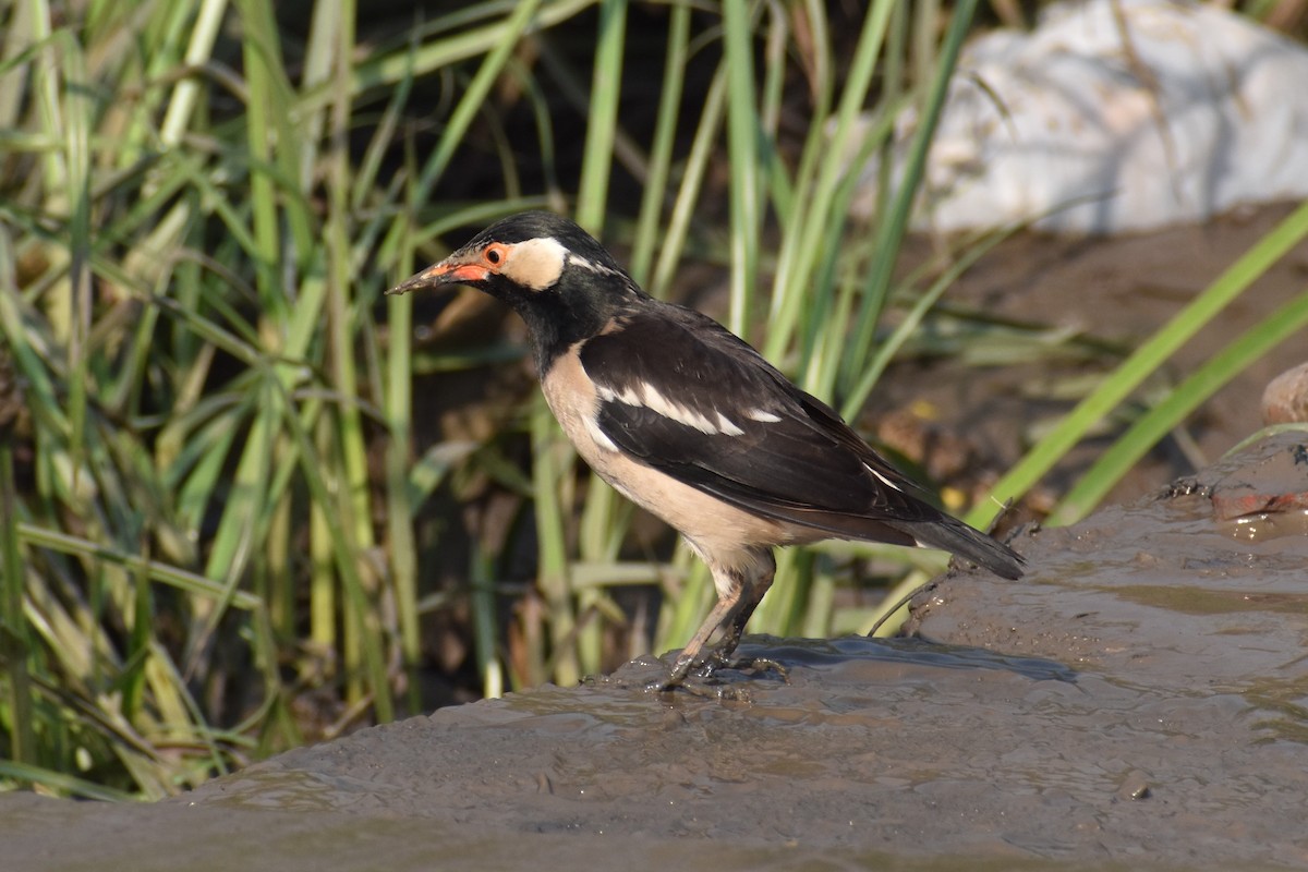 Indian Pied Starling - ML516679401