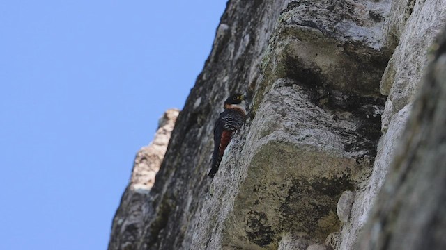 Orange-breasted Falcon - ML516679911