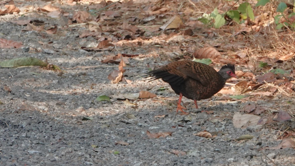 rødsporehøne - ML516680581