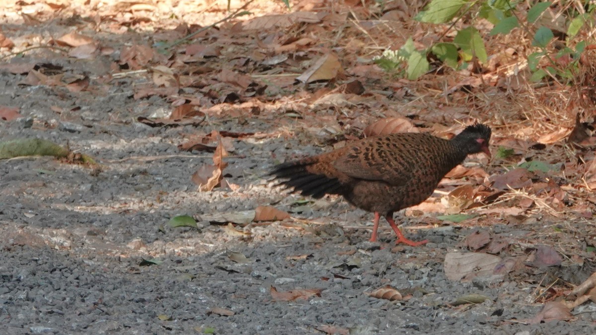 rødsporehøne - ML516680601